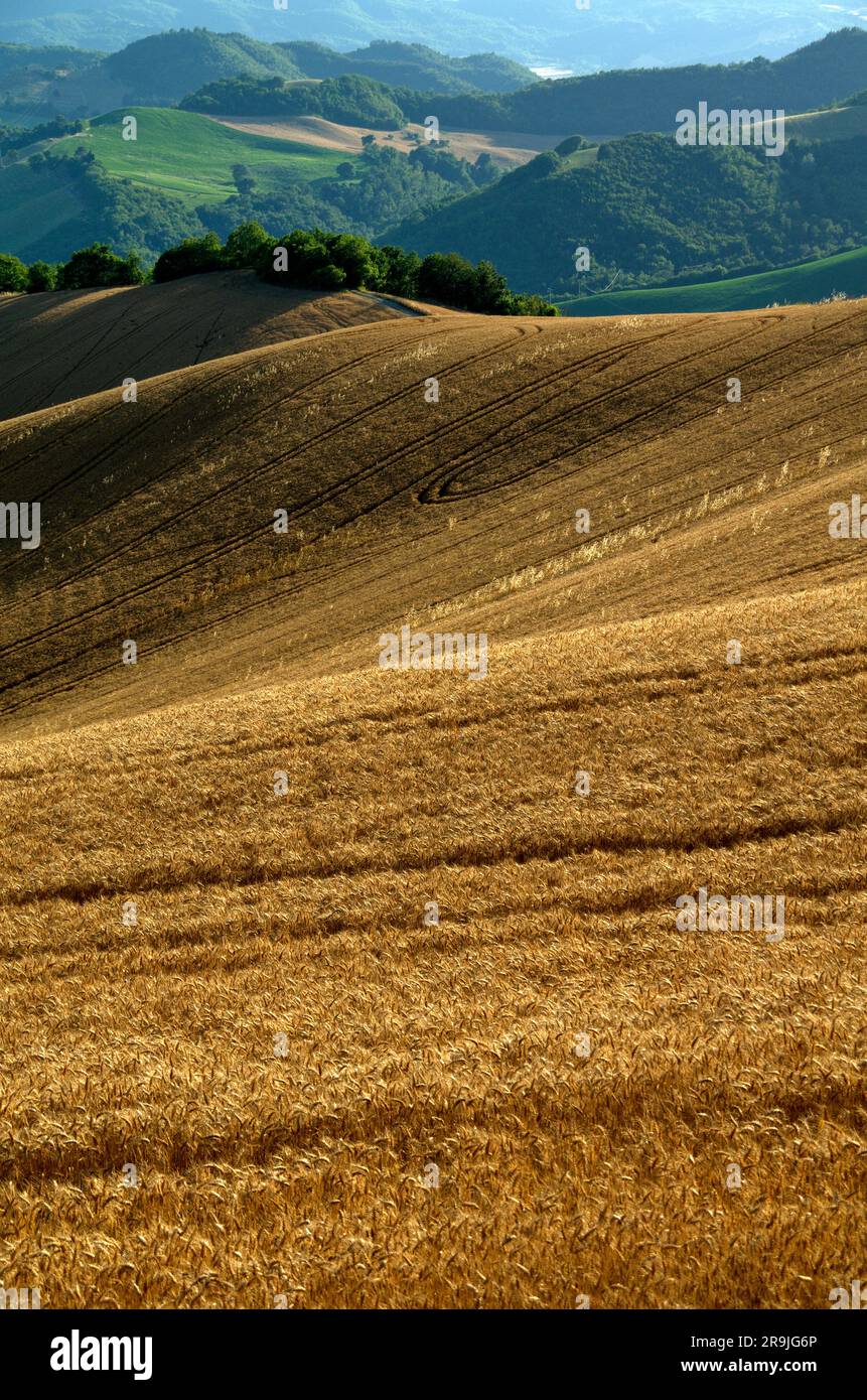 campo di grano maturo sulle coline del Montefeltro Banque D'Images