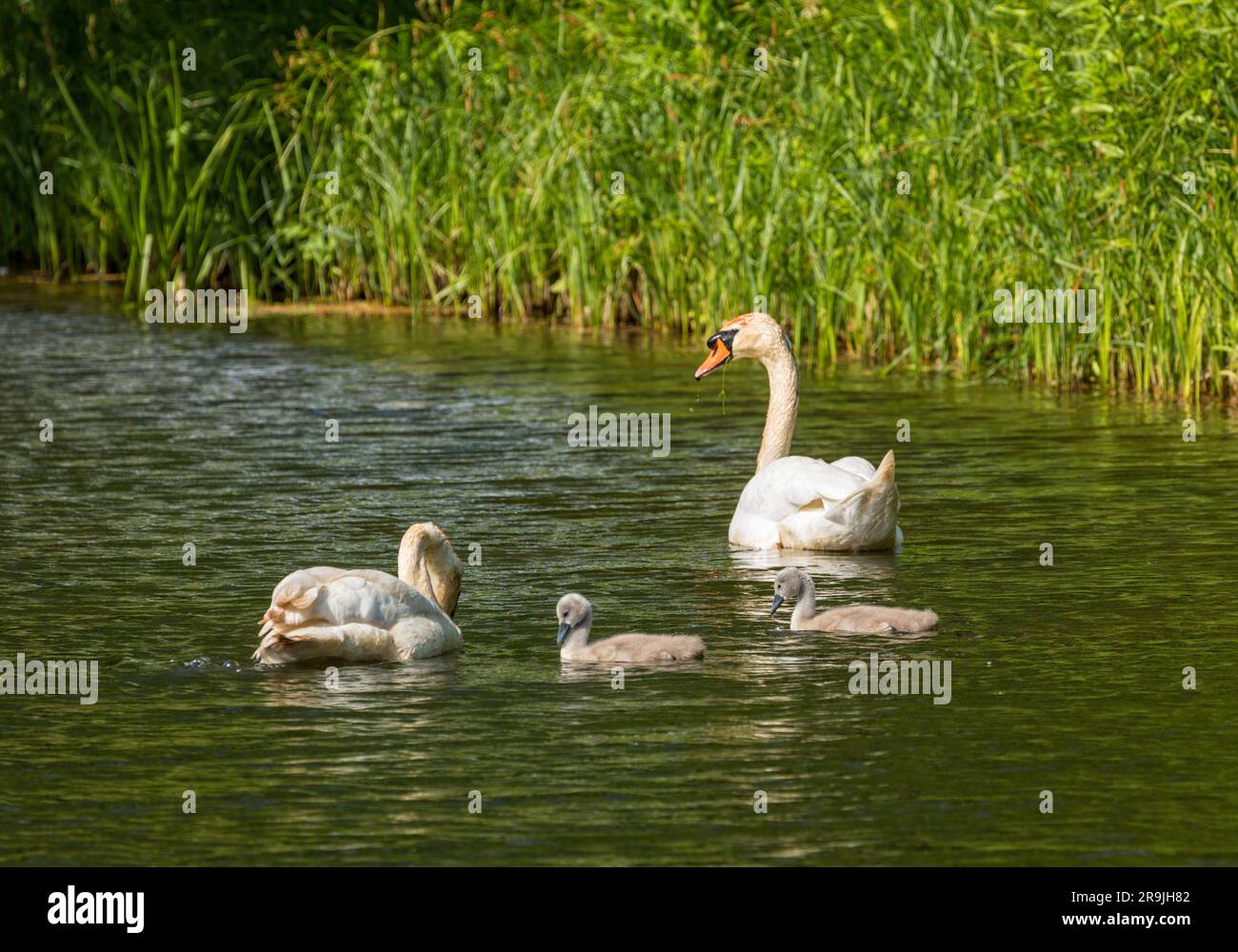 Paire de cygnes avec deux cygnets sur l'étang dans le parc public tghe du palais de Gråsten Banque D'Images