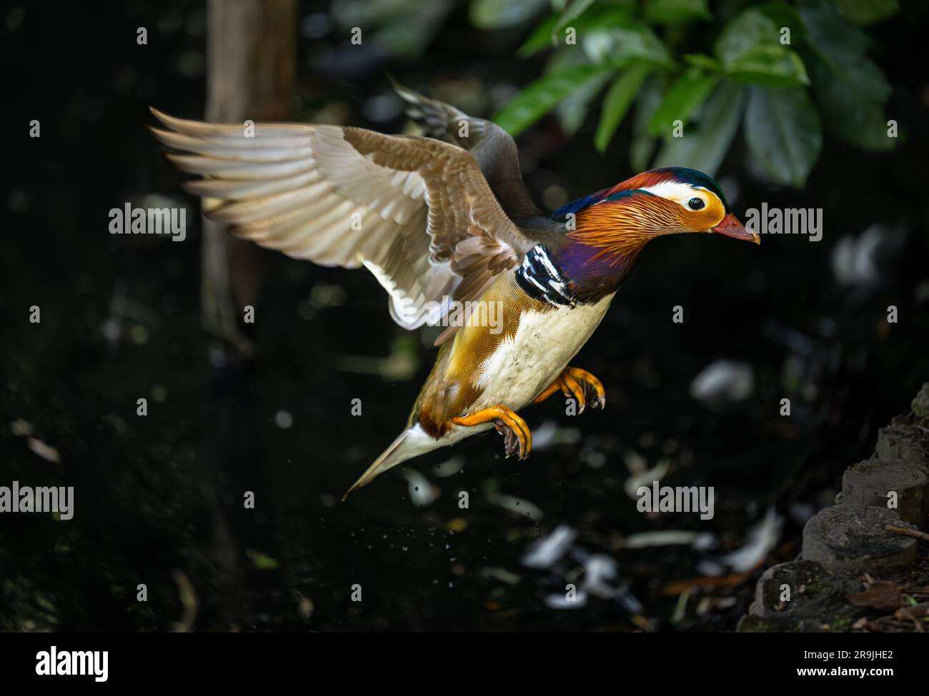 Un canard mandarin en vol sur le point d'atterrir. Canard mandarin (Aix galericulata) à Kelsey Park, Beckenham, Kent, Royaume-Uni. Banque D'Images