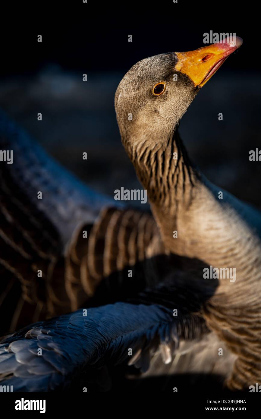 Oie des graylag avec ailes étalées. Vue à Kelsey Park, Beckenham, Royaume-Uni. Grylag (Anser anser). Banque D'Images