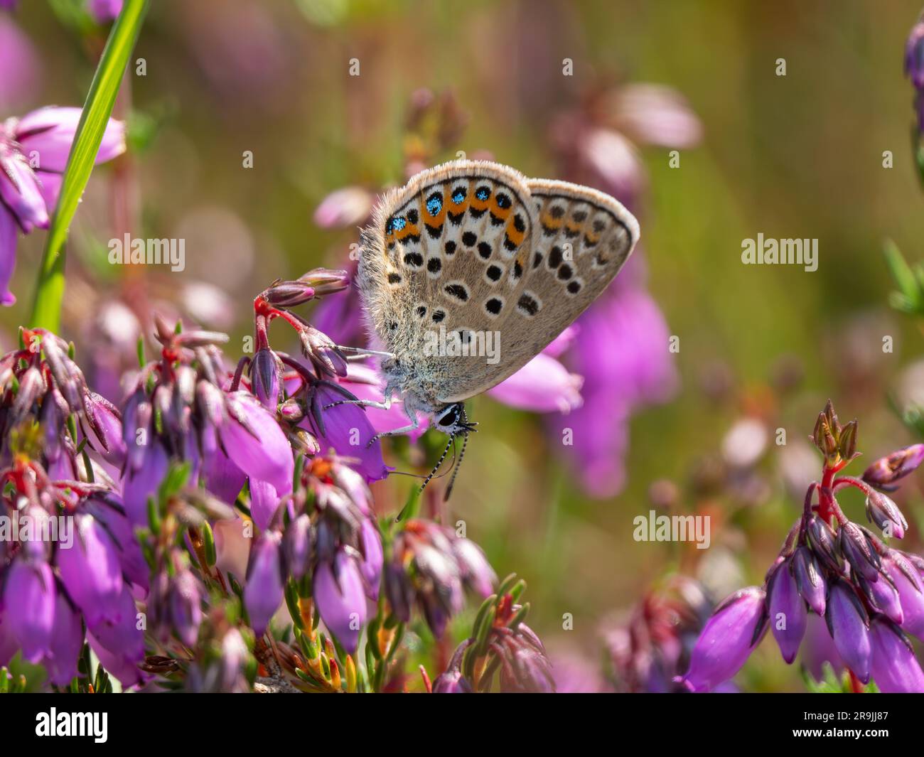 Papillon bleu à clous argentés féminin Banque D'Images