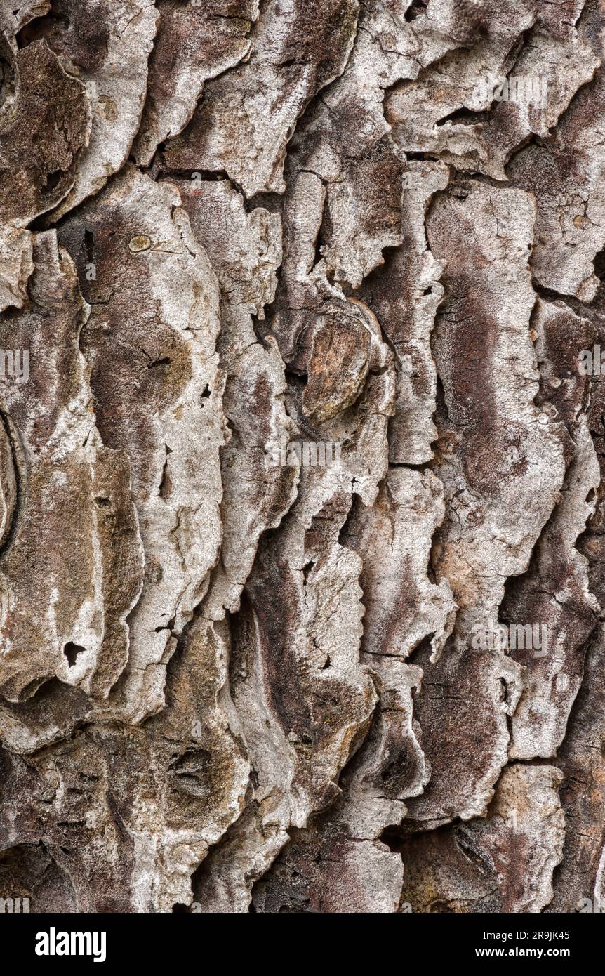 Motifs et textures dans l'écorce d'un Pinus ponderosa connu sous le nom de PIN jaune de l'Ouest Banque D'Images