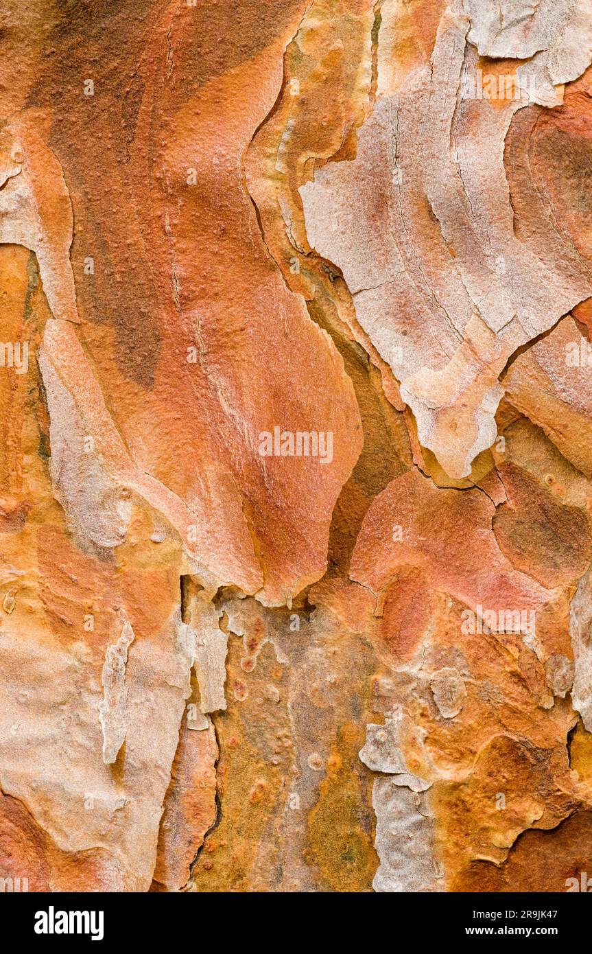 Gros plan des textures de l'écorce d'un pin écossais ou d'un pin écossais également connu sous le nom de Pinus sylvestris fastigiata originaire de Grande-Bretagne Banque D'Images