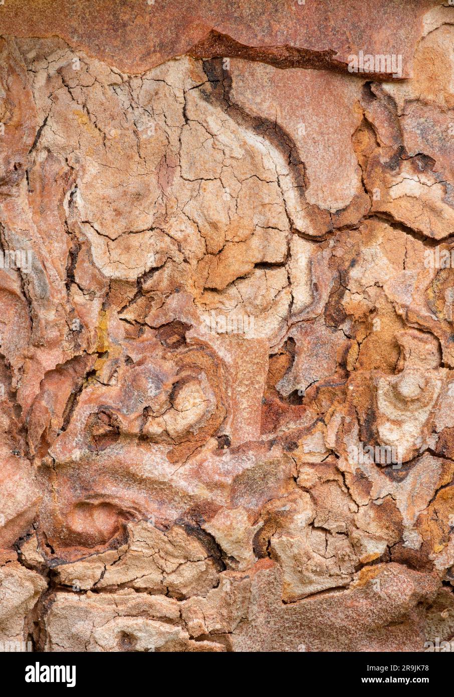 Macro photographie des textures dans l'écorce d'un pin turc connu sous le nom de Pinus brutia Banque D'Images
