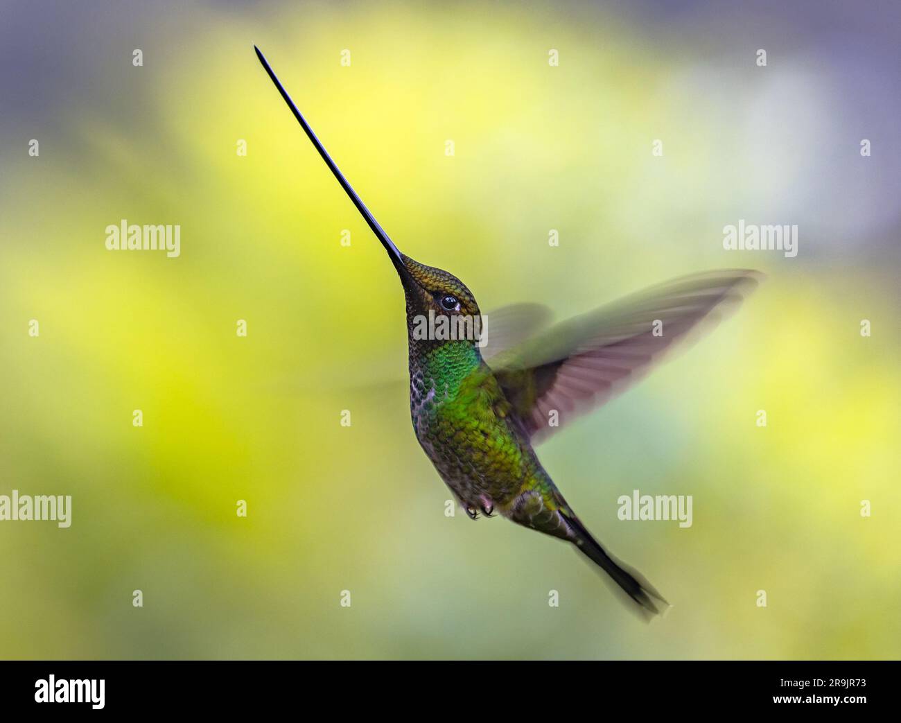 Un colibri à bec d'épée (Ensifera ensifera) planant dans l'air. Colombie, Amérique du Sud. Banque D'Images