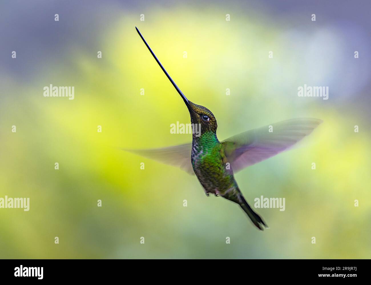 Un colibri à bec d'épée (Ensifera ensifera) planant dans l'air. Colombie, Amérique du Sud. Banque D'Images