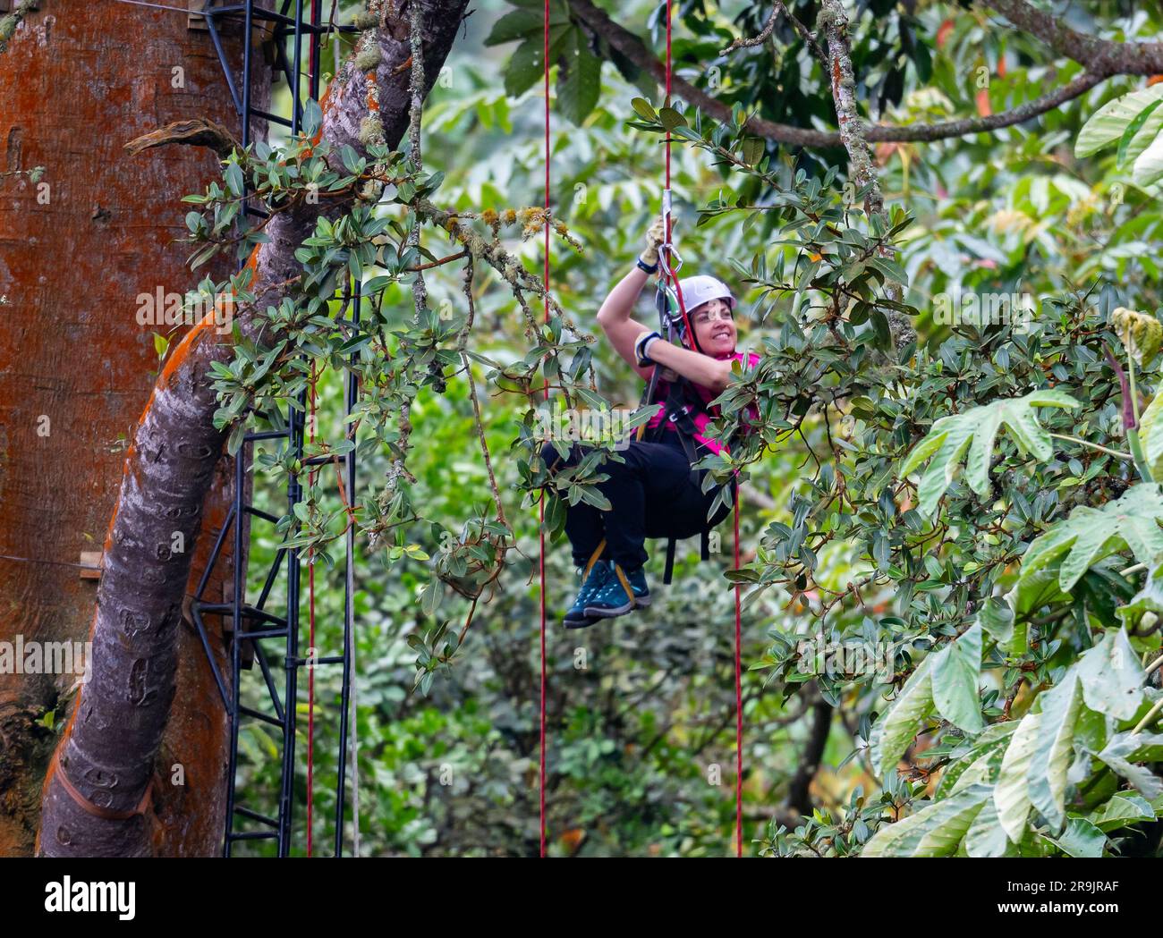 Une femme grimpant un arbre géant avec des cordes et des pullies. Colombie, Amérique du Sud. Banque D'Images