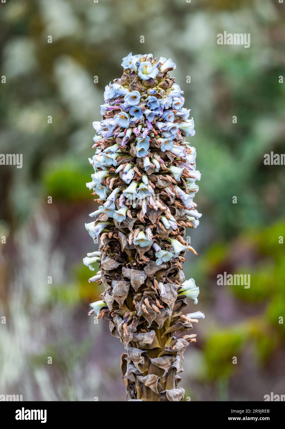 Tige de fleur de Puya clava hercuris à haute altitude des Andes. Colombie, Amérique du Sud. Banque D'Images