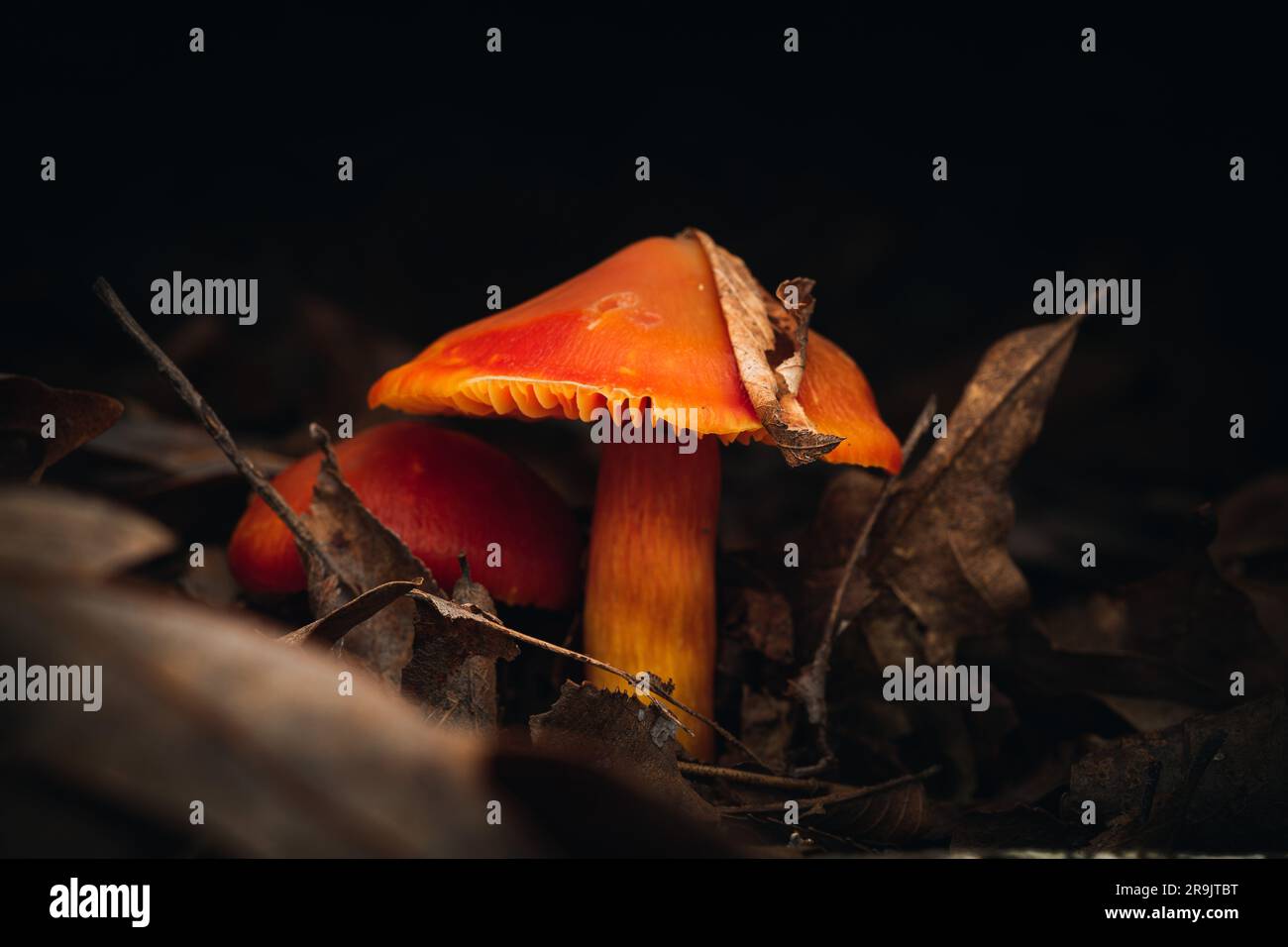 Un gros plan de champignons lepiota castanea poussant dans une forêt avec un fond flou Banque D'Images