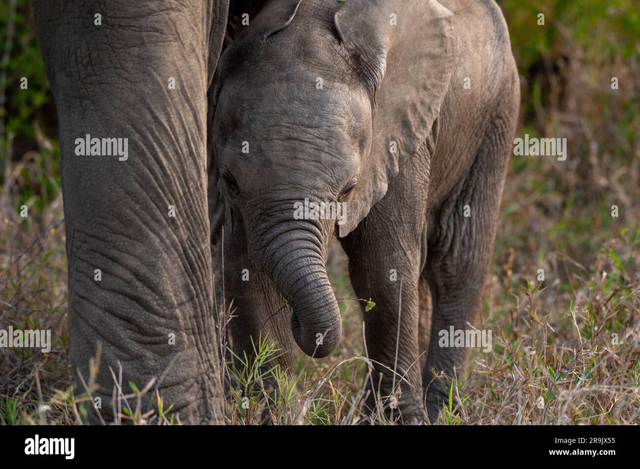 Un bébé éléphant, Loxodonta africana, marchant à côté de la jambe de sa mère. Banque D'Images