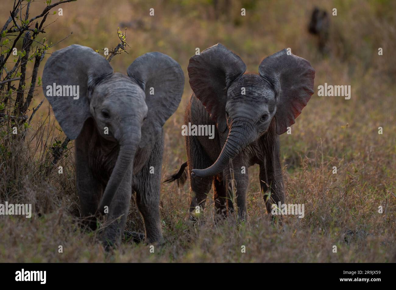 Deux petits éléphants, Loxodonta africana, marchant ensemble dans de longues herbes. Banque D'Images