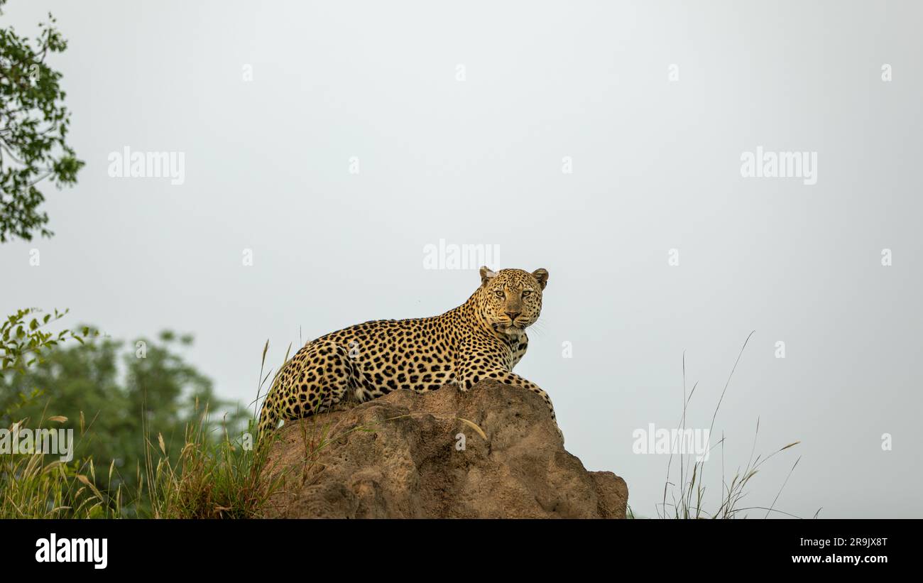 Un léopard, Panthera pardus, allongé sur un monticule, regard direct. Banque D'Images