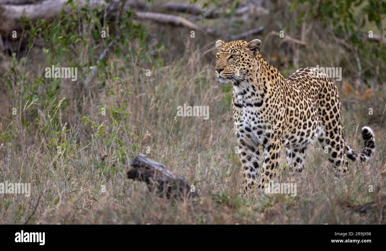 Un léopard, Panthera pardus, marchant dans de longues herbes. Banque D'Images