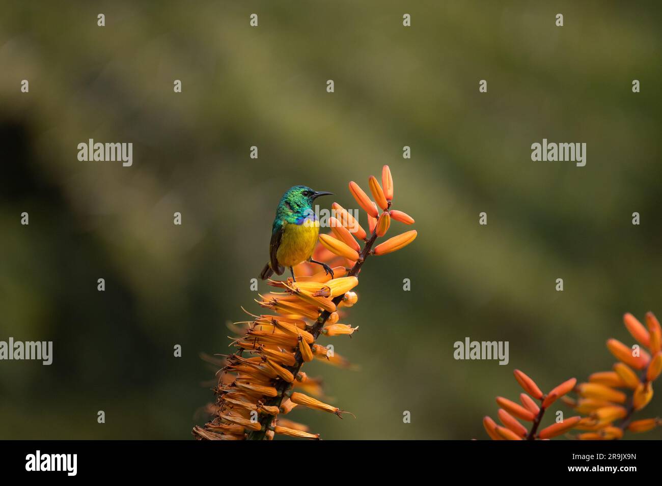 Un Sunbird à col, Hedydipna collaris, perché sur une fleur d'aloès. Banque D'Images
