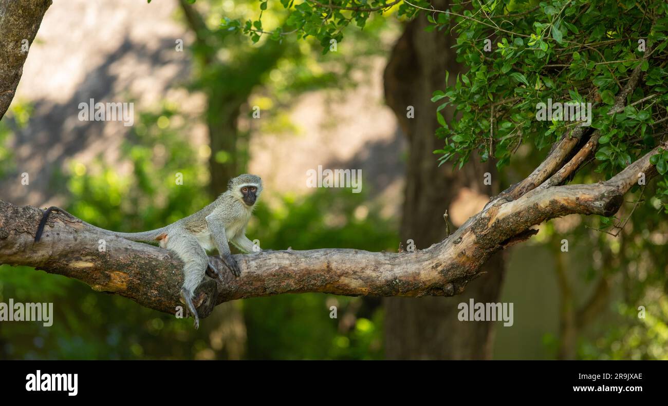 Un singe vervet, Chlorocebus pygerythrus, assis sur une branche. Banque D'Images