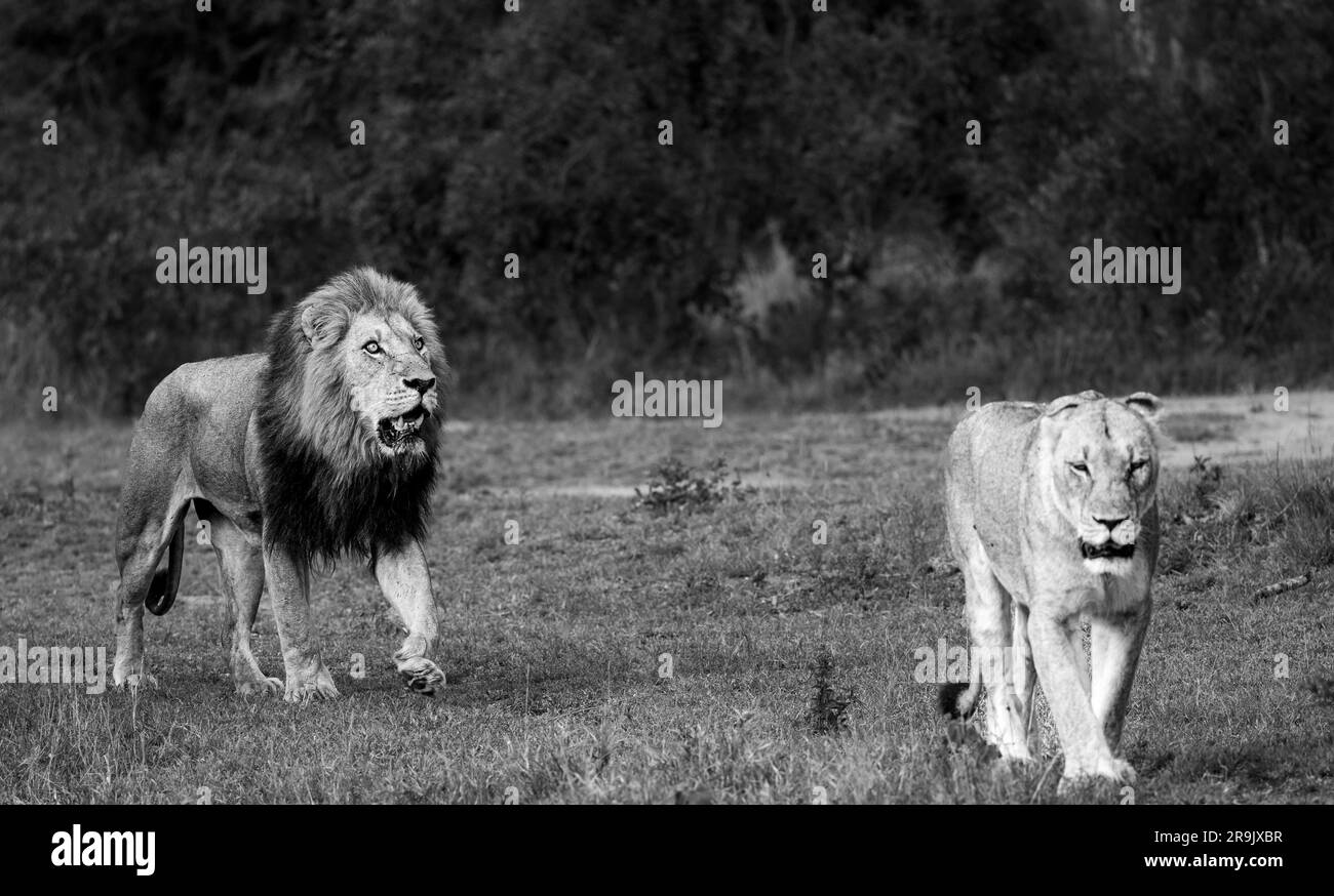 Un Lion mâle et une lionne, Panthera leo, marchant ensemble, en noir et blanc. Banque D'Images