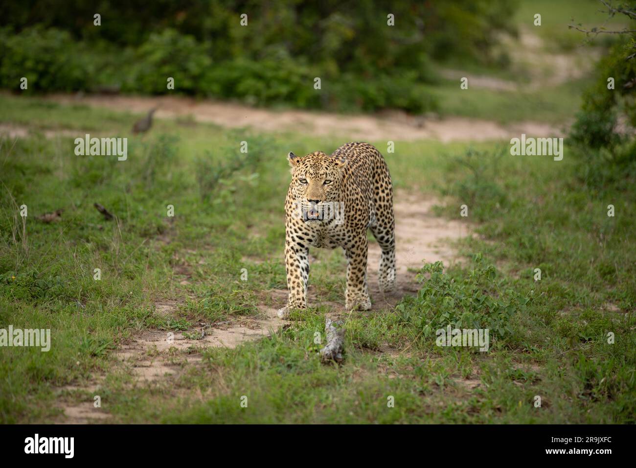 Un léopard mâle, Panthera pardus, marche le long d'un chemin. Banque D'Images