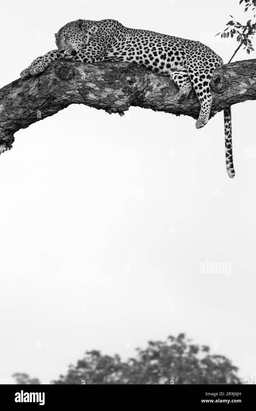 Un léopard mâle, Panthera pardus, endormi dans un arbre Marula, Sclerocarya birea, en noir et blanc. Banque D'Images