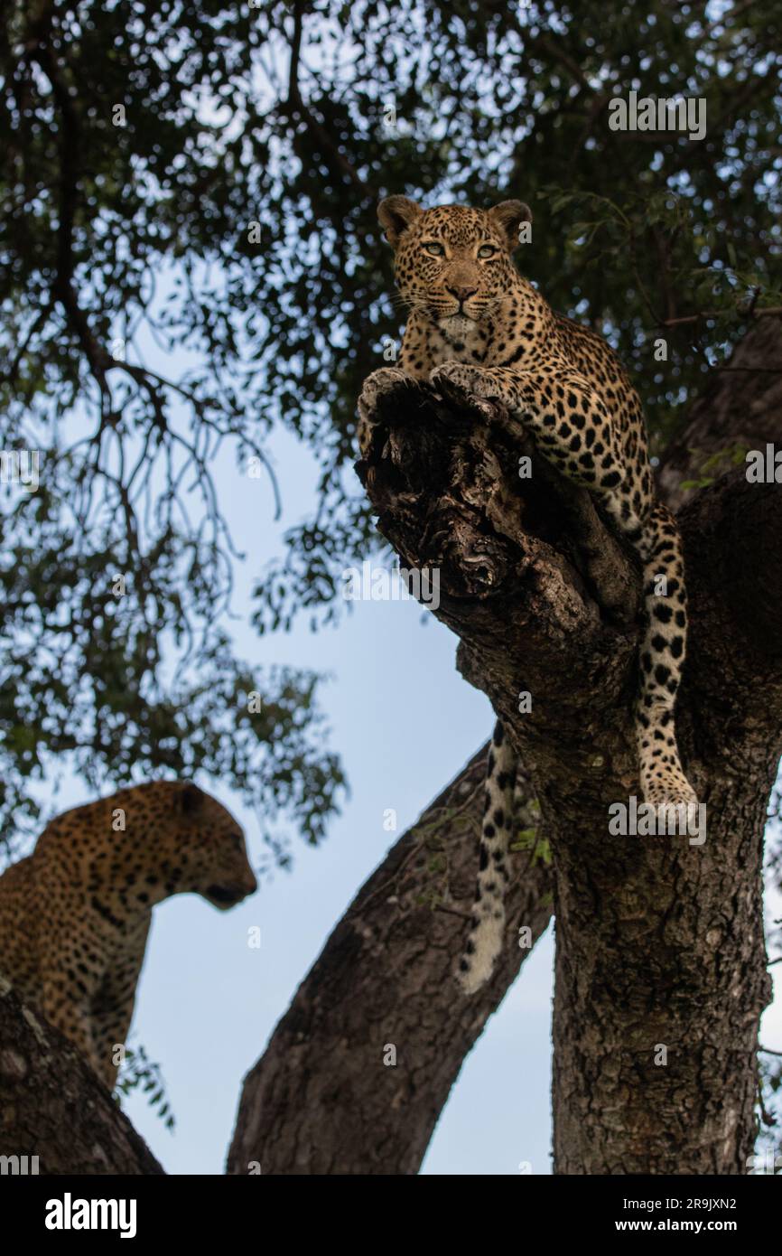Un léopard femelle et mâle, Panthera pardus, ensemble dans un arbre Marula, Sclerocarya birrea. Banque D'Images