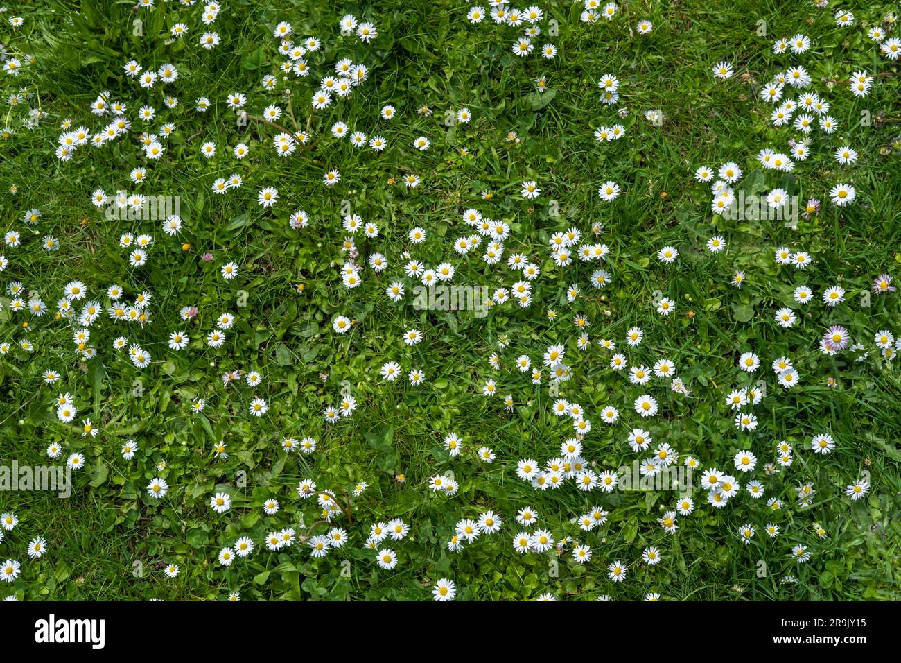 Champ d'herbe verte et de pâquerettes et pissenlits, une pelouse au printemps. Banque D'Images