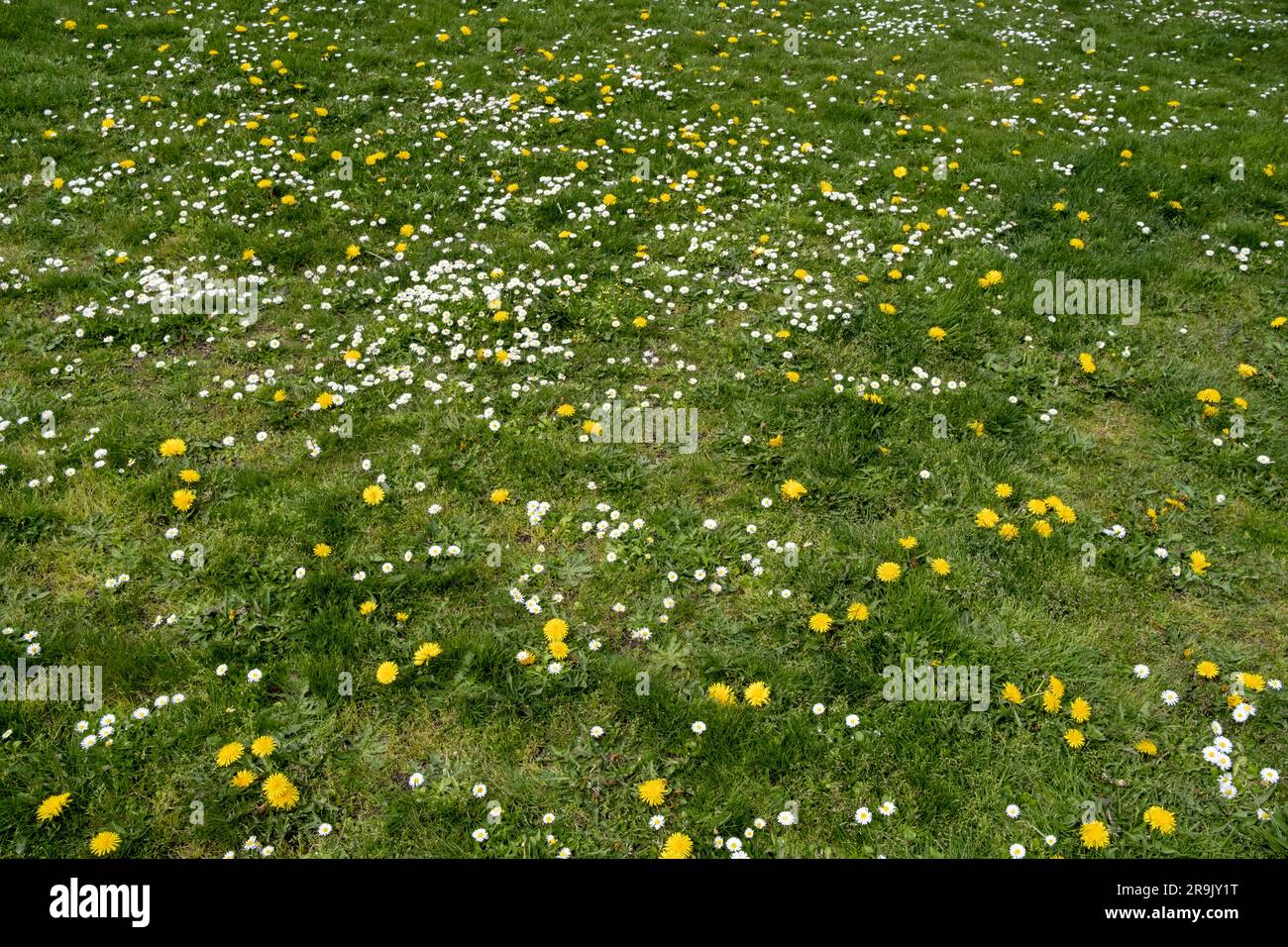 Champ d'herbe verte et de pâquerettes et pissenlits, une pelouse au printemps. Banque D'Images