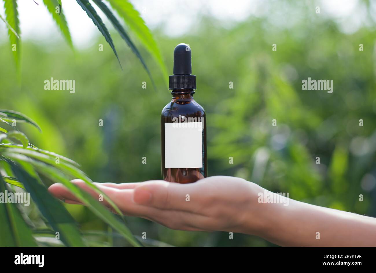 Une bouteille avec un compte-gouttes sur le fond du cannabis médicinal, Une bouteille présentant un médicament sur la main. Espace de copie, étiquette vide. Banque D'Images