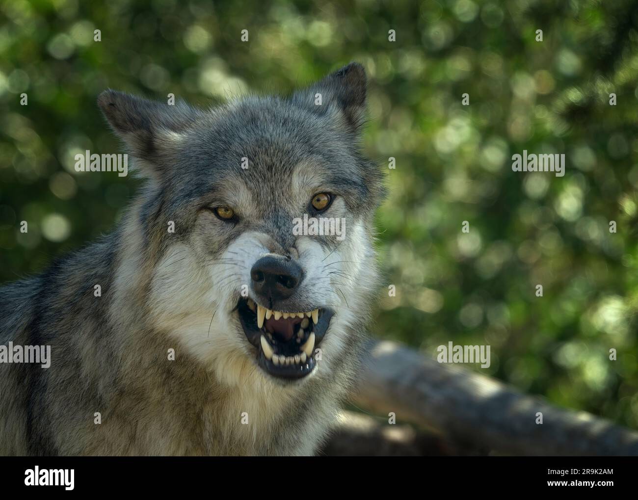 Gros plan sur Wolf. Fossil Butte Pack. Grizzly and Wolf Discovery Centre, Montana Banque D'Images