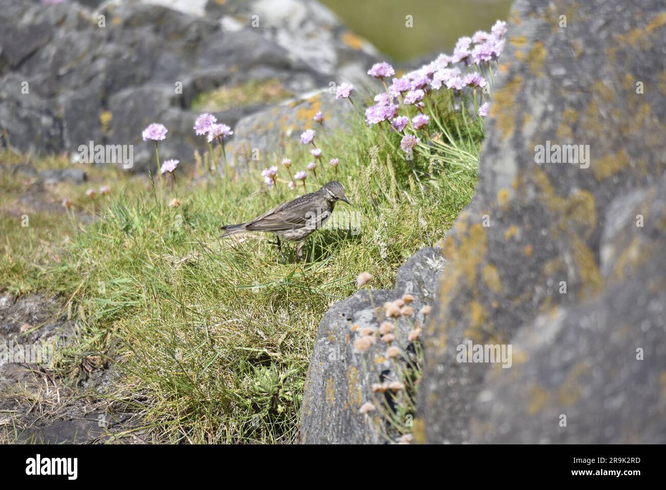 Image de profil droit d'un Pipit de roche eurasien (Anthus petrosus) écoutant sur l'herbe entre les roches côtières avec Lichen et Thrift Flowers au Royaume-Uni Banque D'Images