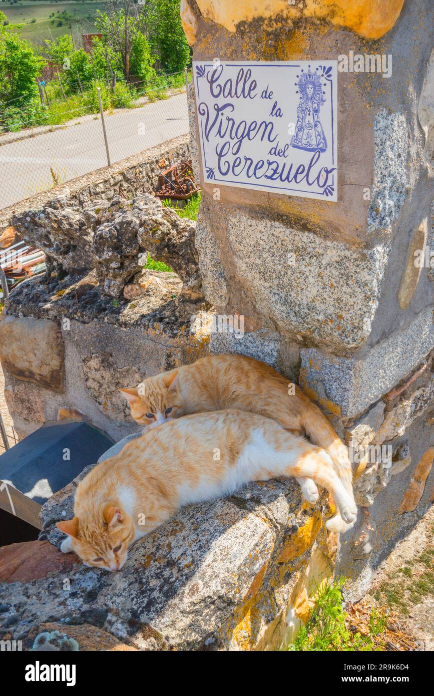 Deux chats couchés sur un mur de pierre. Banque D'Images