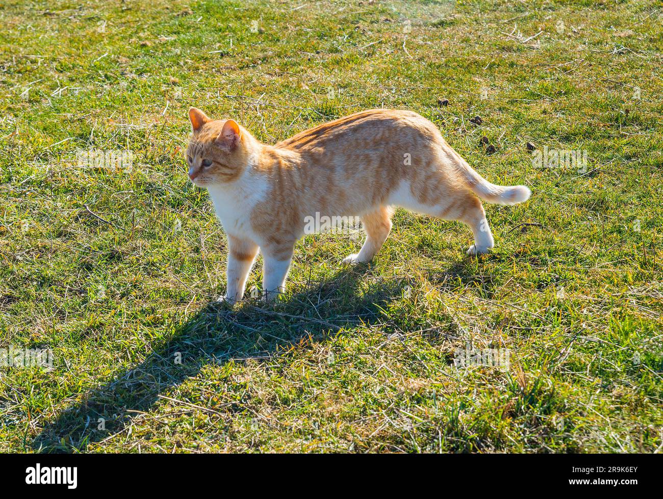 Tabby et chat blanc à la campagne. Banque D'Images