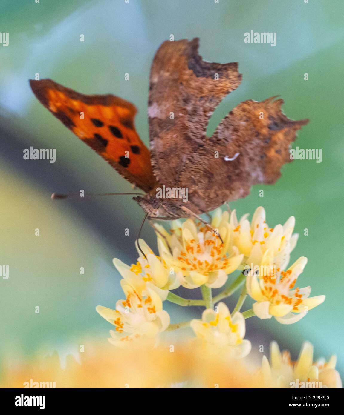 Strandja mountians Bulgarie 27 juin 2023: Soir nature couleurs tout en se nourrissant sur le nectar, les papillons ramassent involontairement le pollen sur leurs jambes pollinisent de nombreux types de fleurs sauvages, :Clifford Norton Alamy Banque D'Images