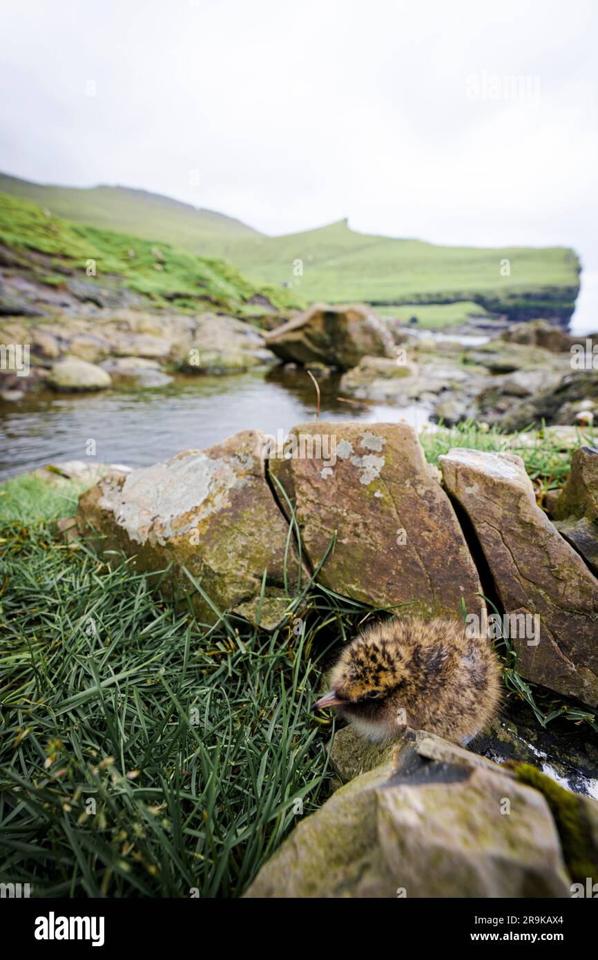 Mignonne poussin sur les rochers à proximité d'une rivière, Gjogv, l'île d'Eysturoy, les îles Féroé Banque D'Images