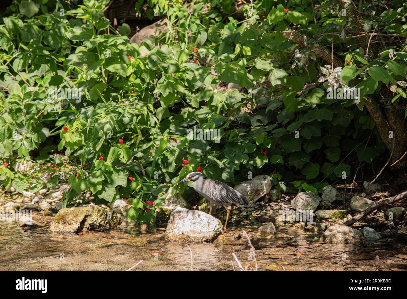 Héron sur l'étang Banque D'Images
