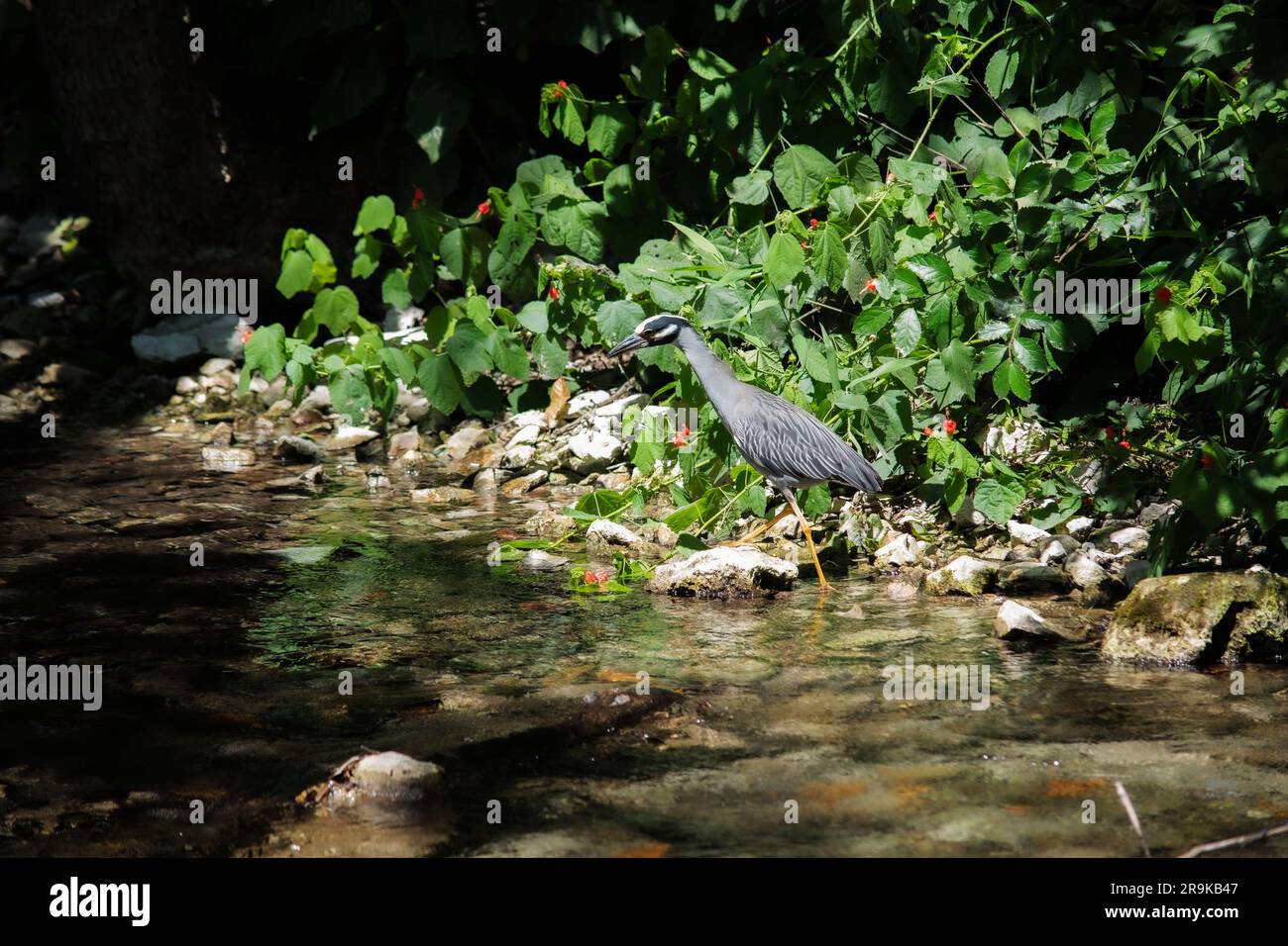 Héron sur l'étang Banque D'Images