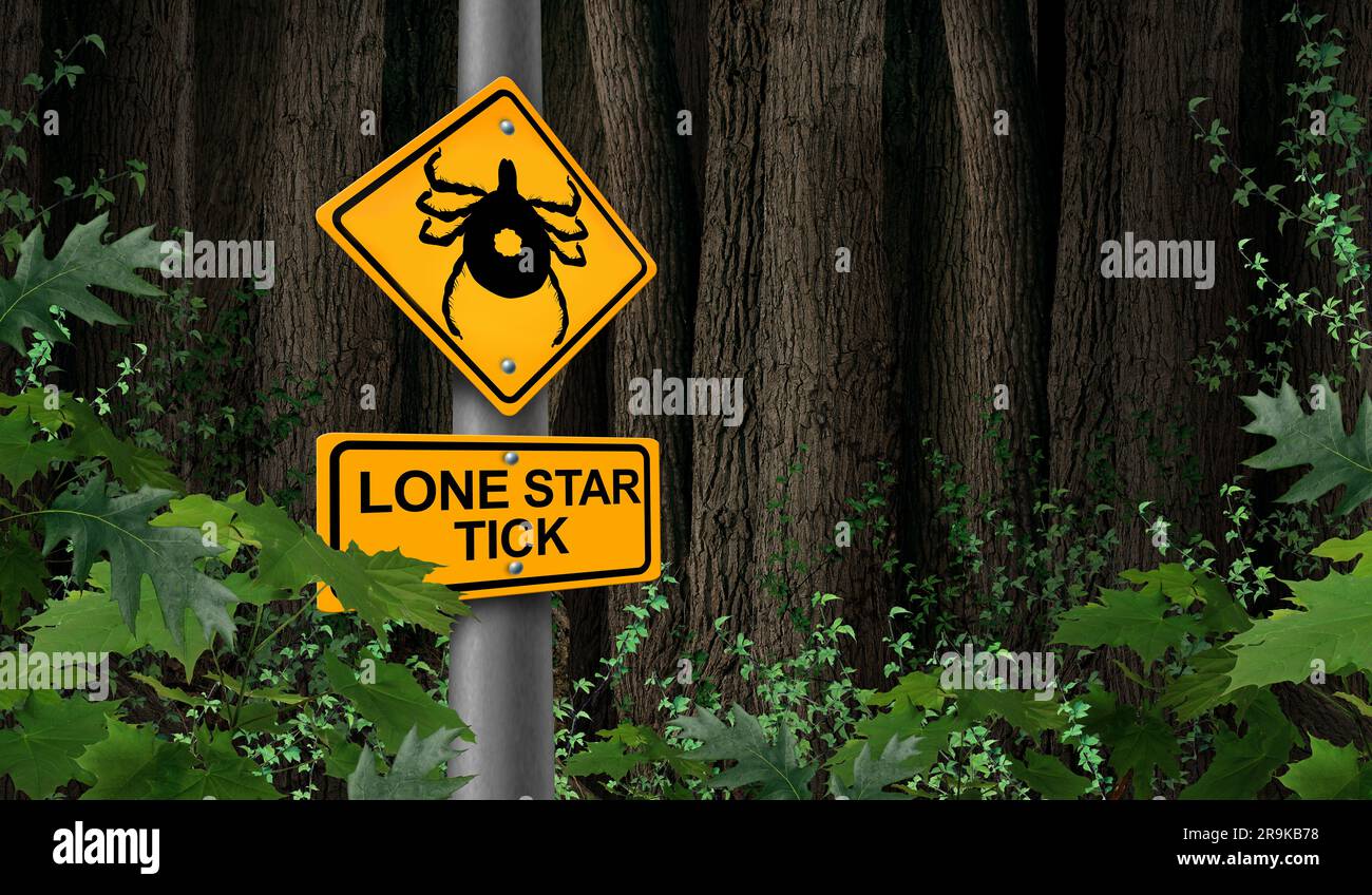 Lone Star Tick avertissement en tant qu'insecte adulte femelle gros plan illustration isolée sur un fond blanc comme symbole d'un parasite arachnide qui suce Banque D'Images