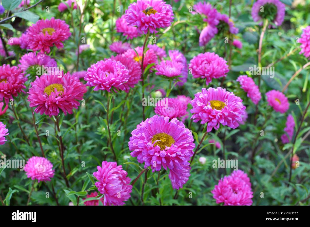 À la fin de l'été et à l'automne, les asters poussent dans des massifs fleuris Banque D'Images