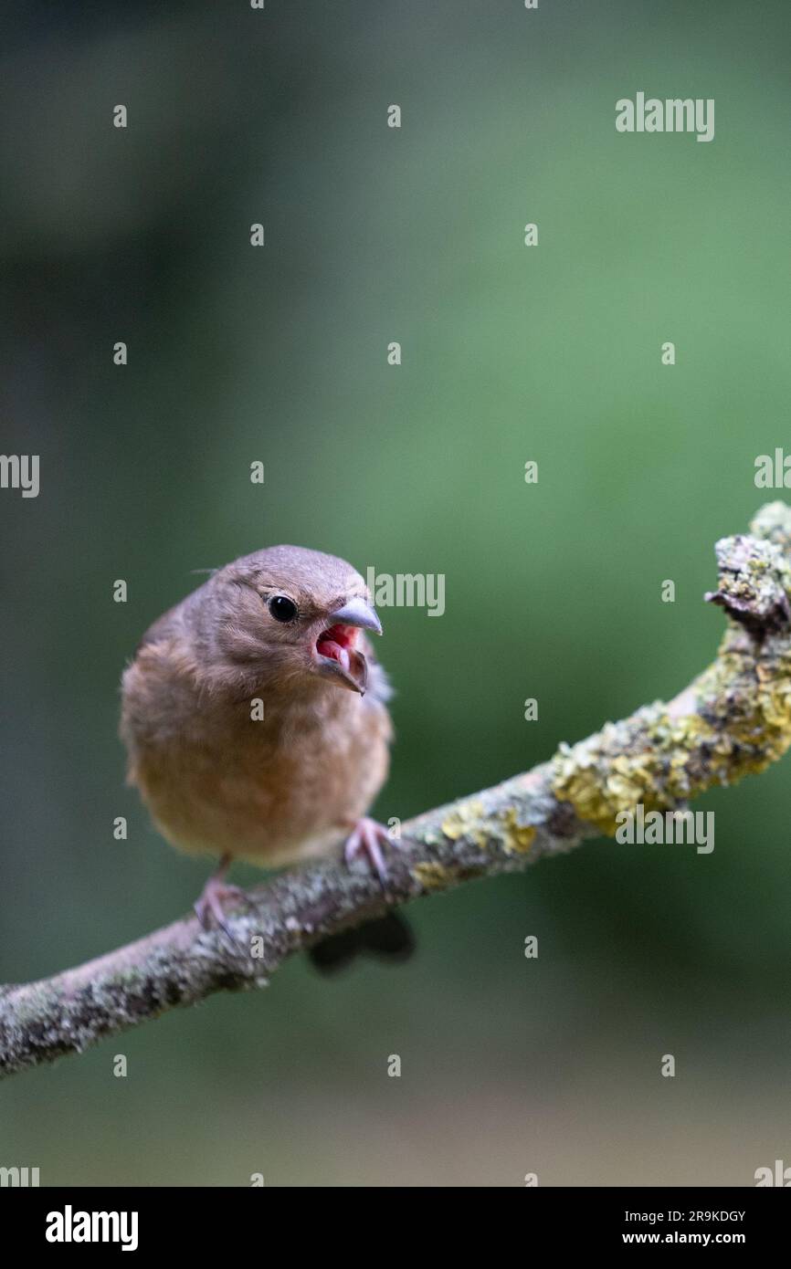 Juvéniles de Bullfinch eurasien (Pyrrhula pyrrhula), bec ouvert, posé sur une branche mince avec un fond vert naturel et verdoyant - Yorkshire, Royaume-Uni (juin 2023) Banque D'Images