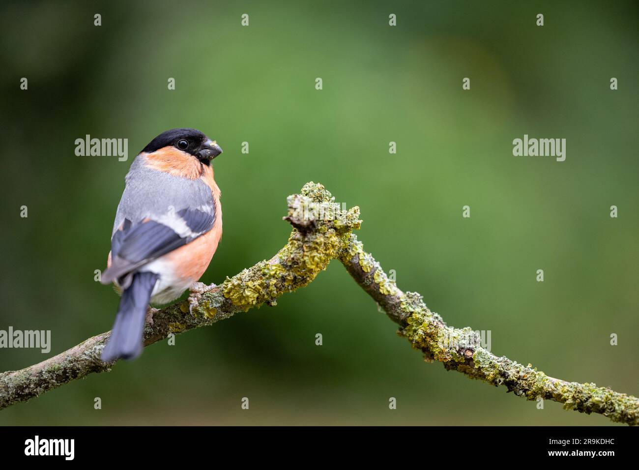 Bullfinch eurasien mâle adulte (Pyrrhula pyrrhula) posé sur une branche mince avec un fond vert naturel et verdoyant - Yorkshire, Royaume-Uni (juin 2023) Banque D'Images