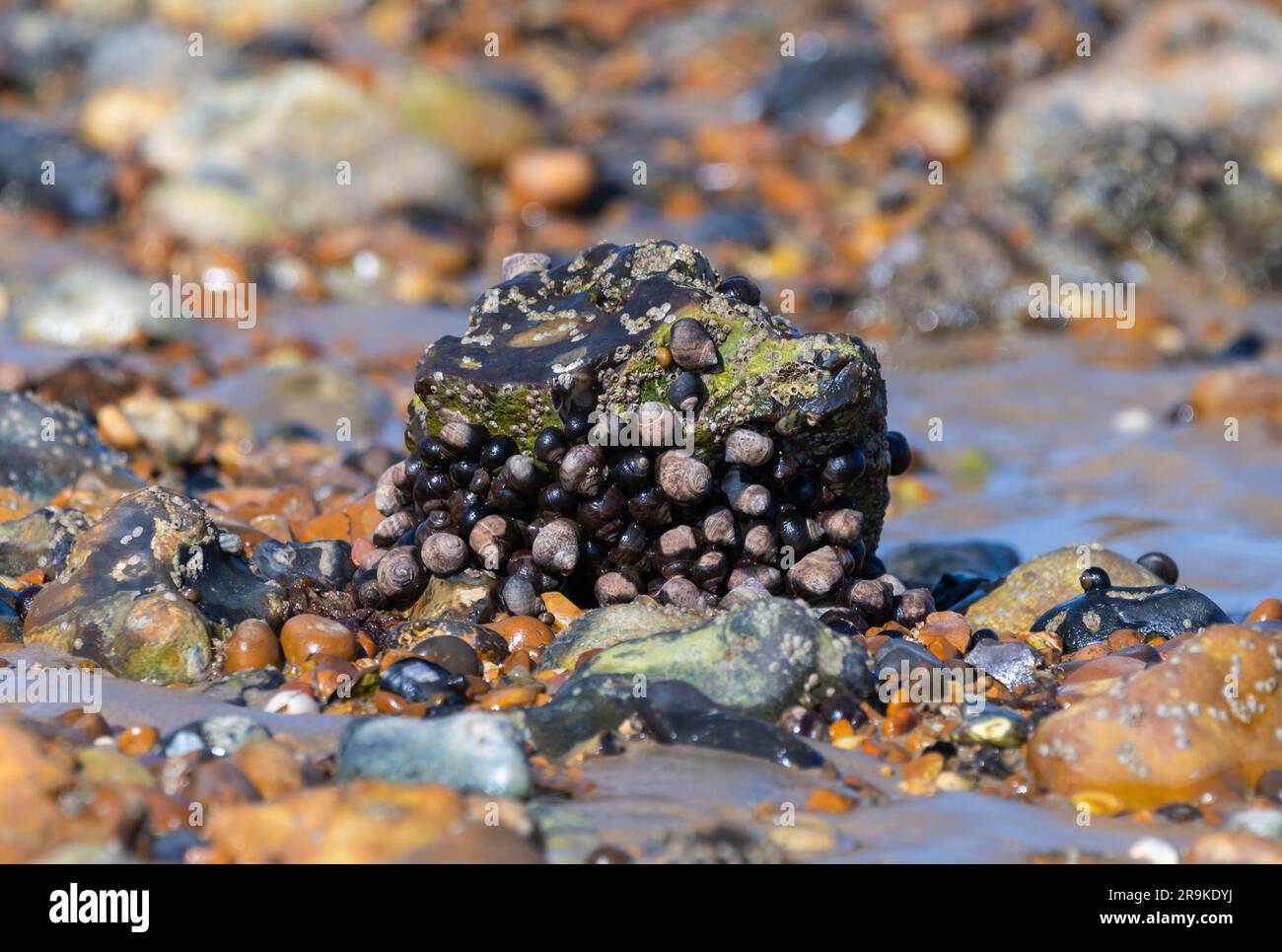 Barnacles (crustacés) sur un gros rocher, sur une plage de galets à marée basse. Banque D'Images