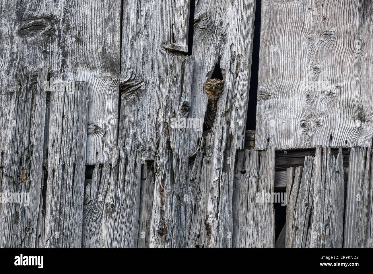 Little Owl (Athene noctua) dans une grange donnant sur. Bas-Rhin, Collectivite europeenne d'Alsace, Grand est, France. Banque D'Images