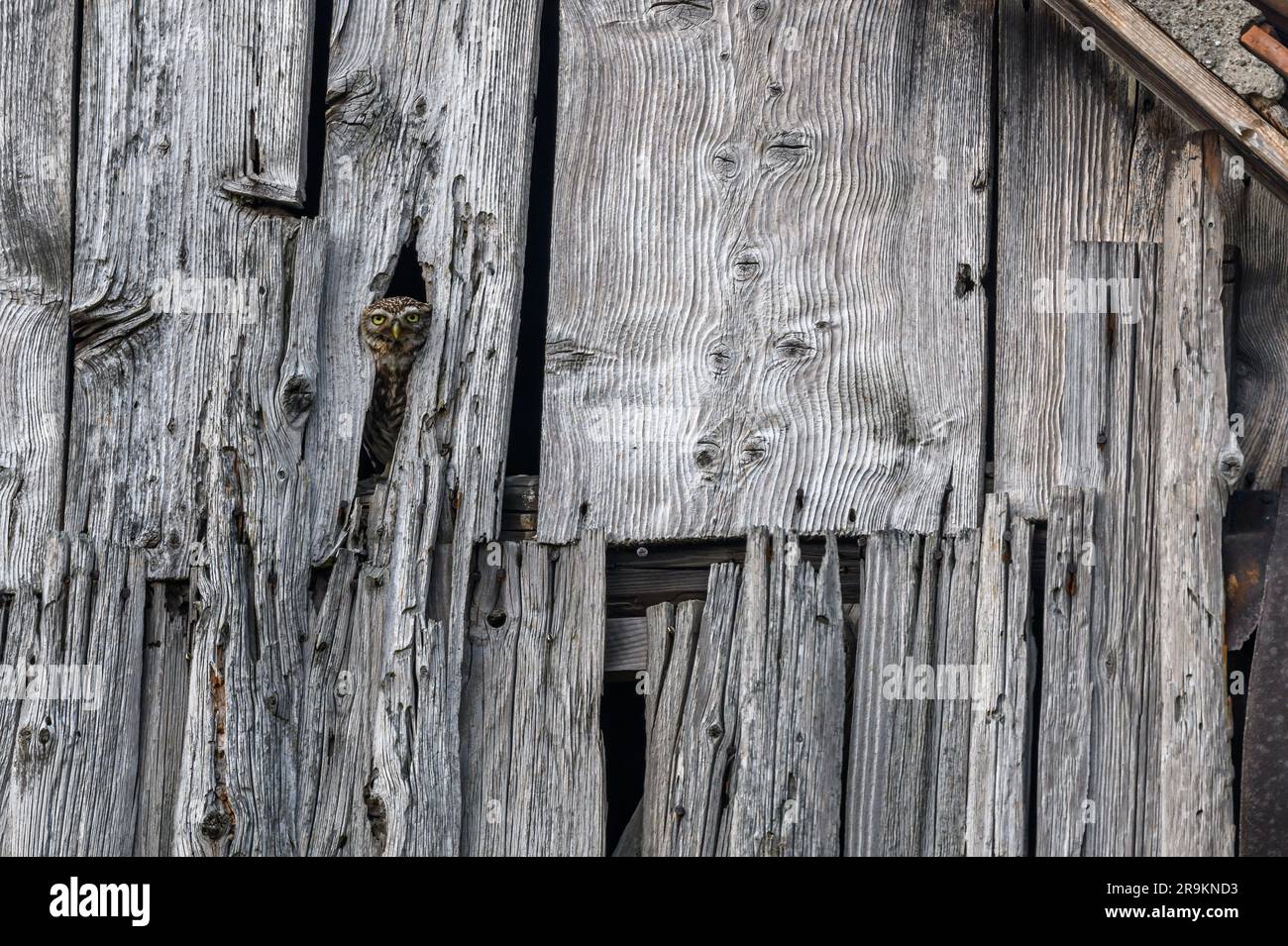 Little Owl (Athene noctua) dans une grange donnant sur. Bas-Rhin, Collectivite europeenne d'Alsace, Grand est, France. Banque D'Images