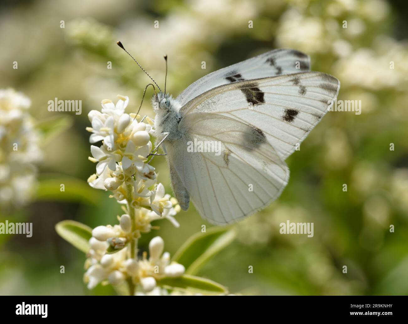 Checkered White Banque D'Images