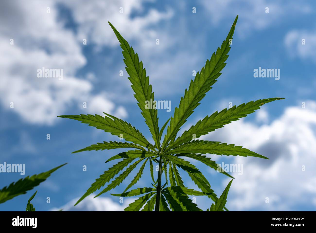 belle feuille de chanvre sur un champ de marijuana sous le ciel bleu avec le soleil et les nuages pour la légalisation des produits médicaux de cannabis cbd thc branche de drogue illégale Banque D'Images