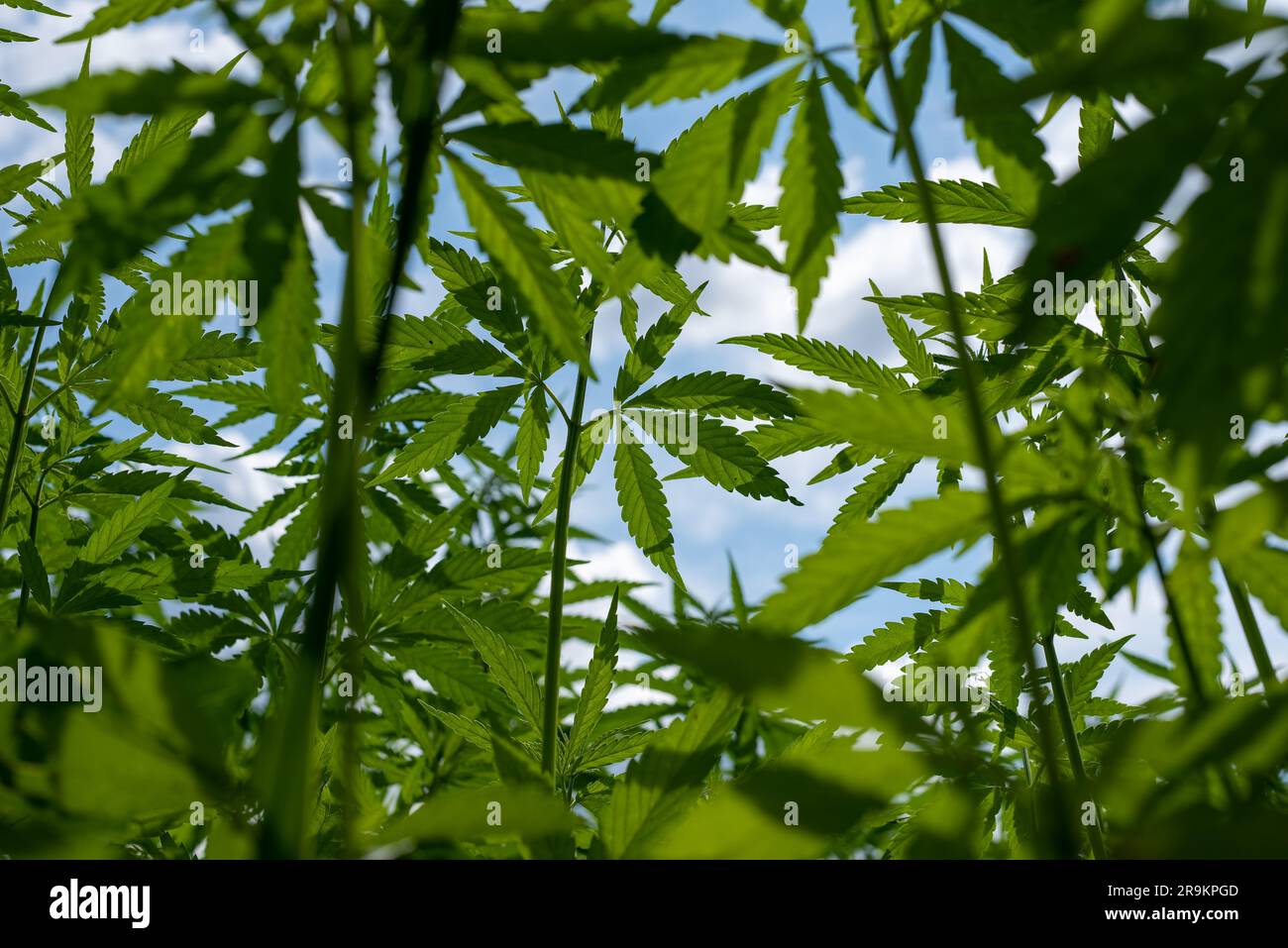 belle feuille de chanvre sur un champ de marijuana sous le ciel bleu avec le soleil et les nuages pour la légalisation des produits médicaux de cannabis cbd thc branche de drogue illégale Banque D'Images