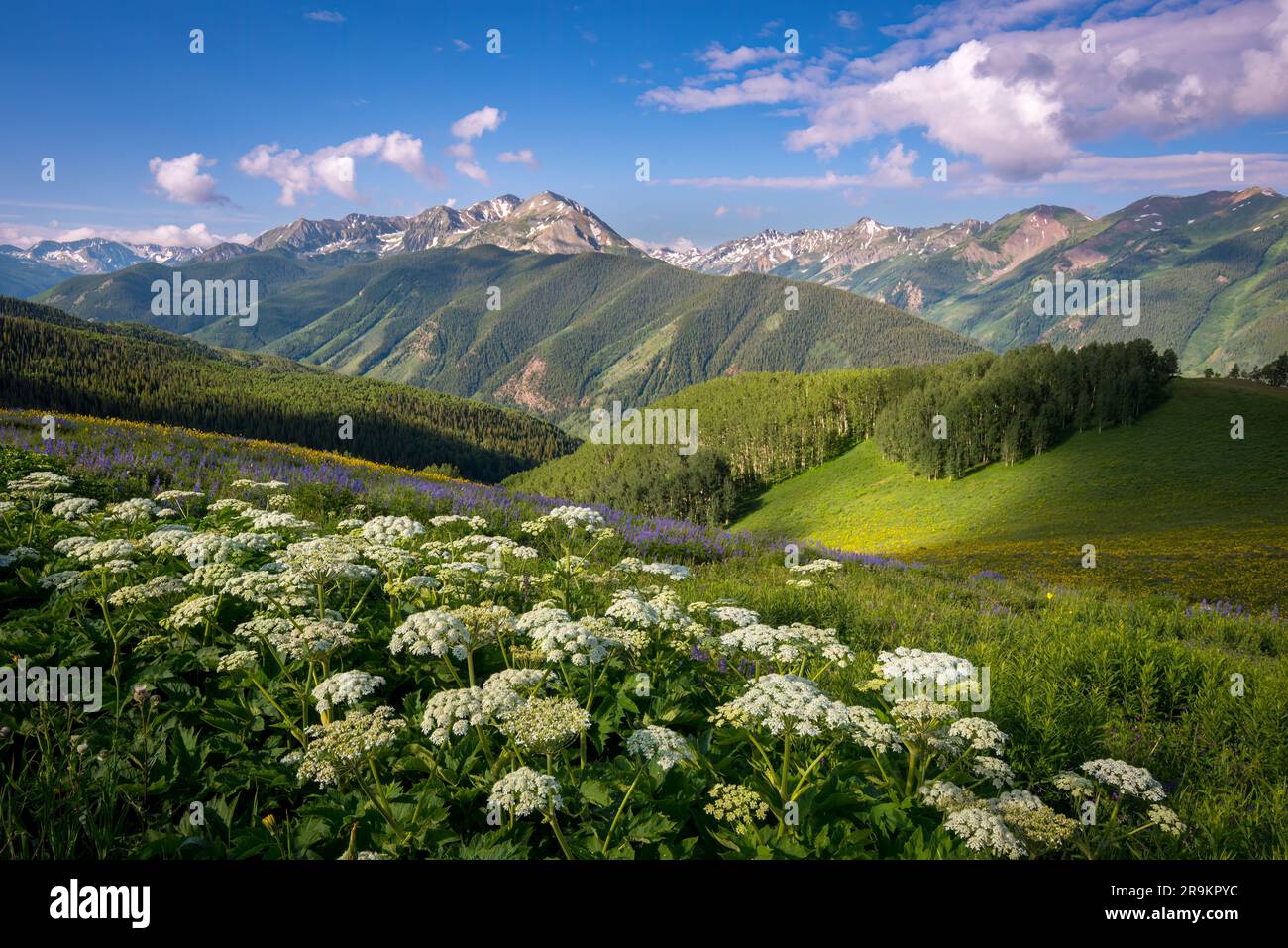 Fleurs sauvages et montagnes Rocheuses à Annie Basin, près d'Aspen, Colorado. Banque D'Images