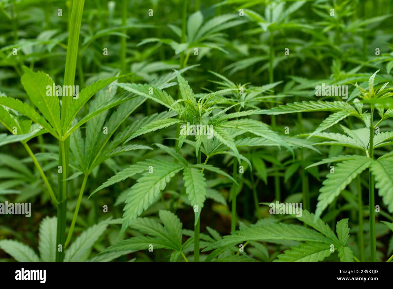 belle feuille de chanvre sur un champ de marijuana sous le ciel bleu avec le soleil et les nuages pour la légalisation des produits médicaux de cannabis cbd thc branche de drogue illégale Banque D'Images