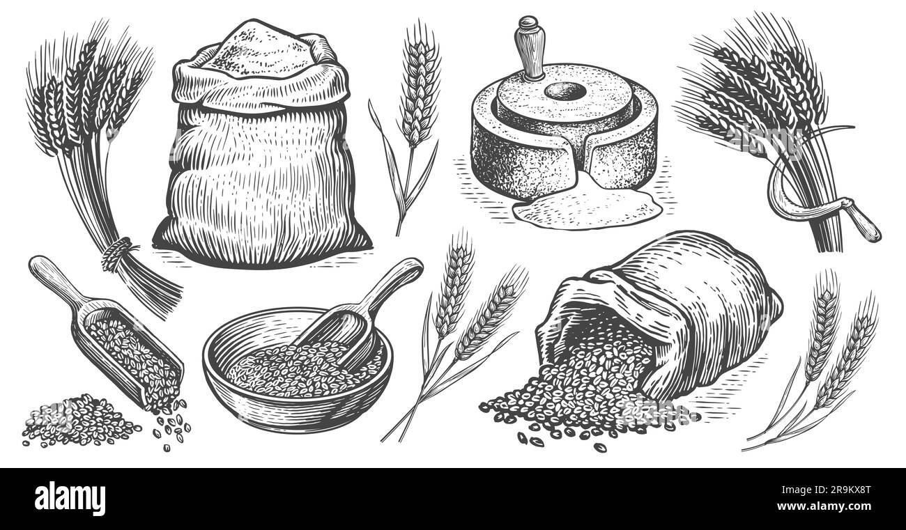 Ensemble de nourriture pour blé. Illustration du schéma du concept de saine alimentation Banque D'Images