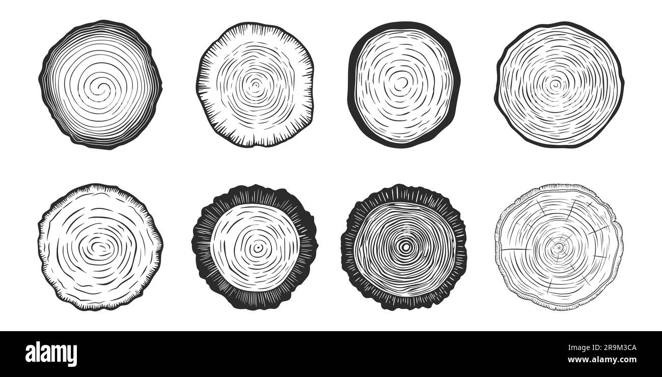 Anneaux d'arbre vectoriels, tronc d'arbre découpé en scie, bois en rondins, Croix. PIN, tranches de chêne, bois d'œuvre. Bois coupé, texture bois avec anneaux d'arbre. Dessin à la main Illustration de Vecteur