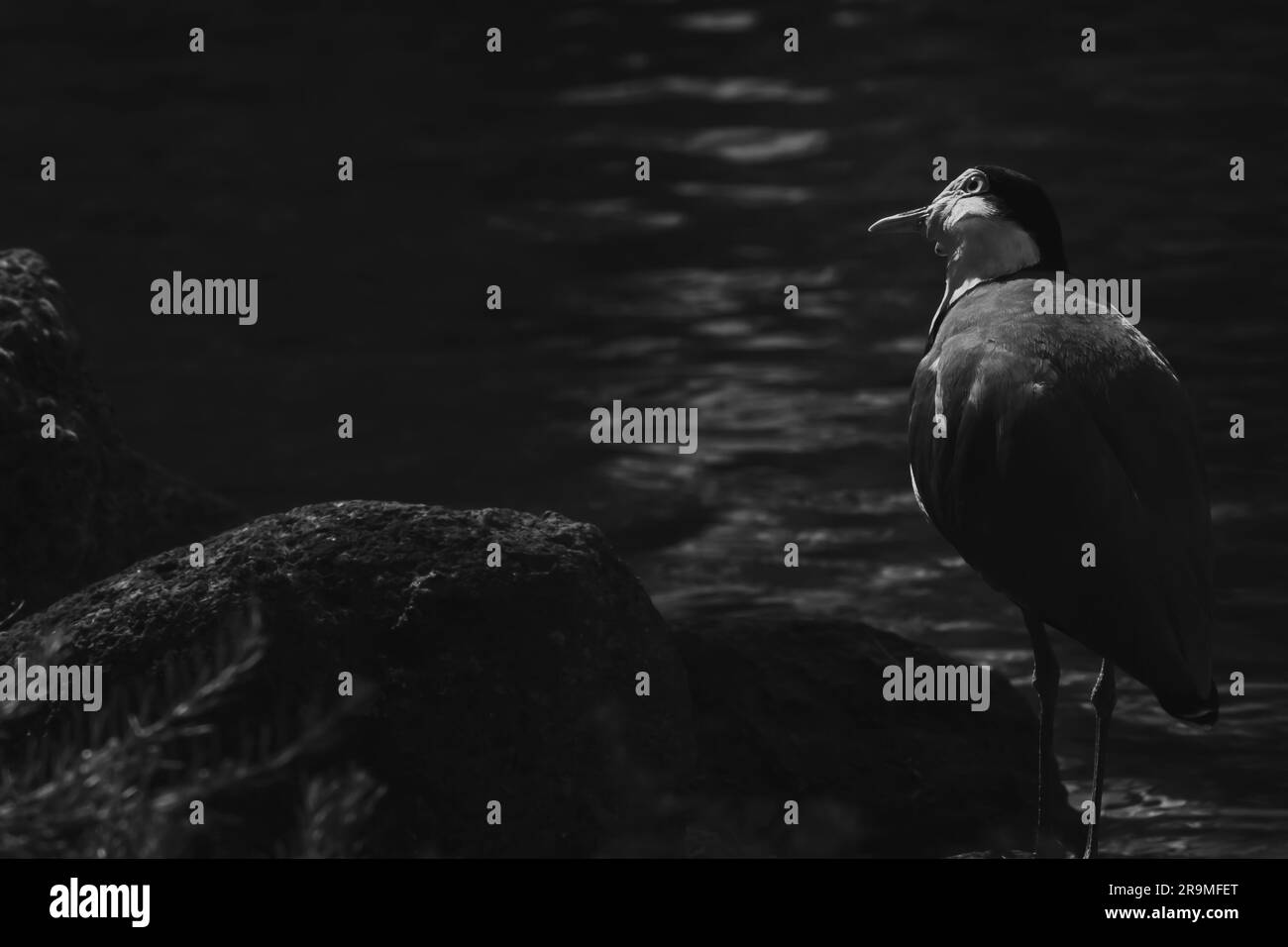 Le lapwing masqué Banque D'Images