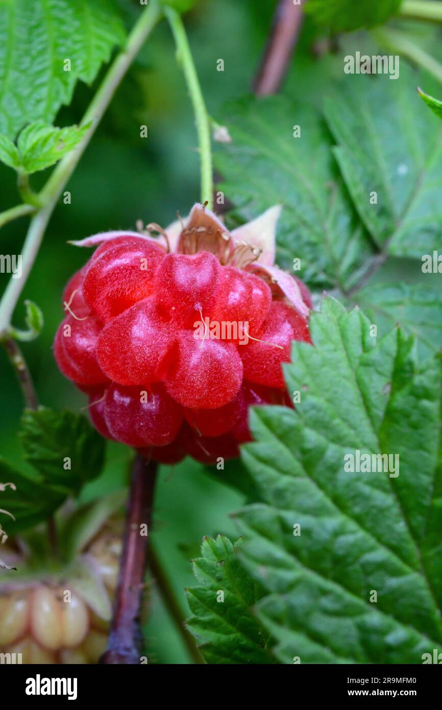 Framboise Rubus fruits à diverses étapes de développement - Rubus parvifolius - framboises rouges sur la plante - souvent mal orthographiées comme framboises Banque D'Images